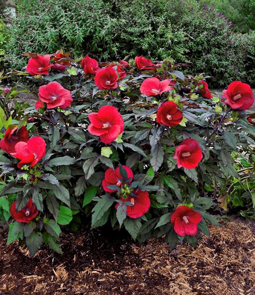 Winterharter Hibiskus 'Summerific®' 'Farb-Mix'