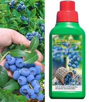 Heidelbeere 'Reka® Blue' & Dünger 