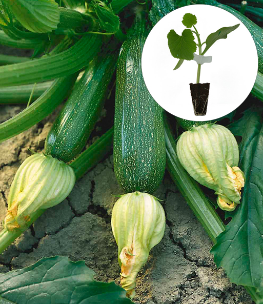 Veredelte Zucchini 'Kimber' F1