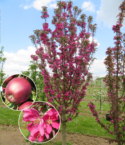 Säulen-Apfel 'Tigawa®'