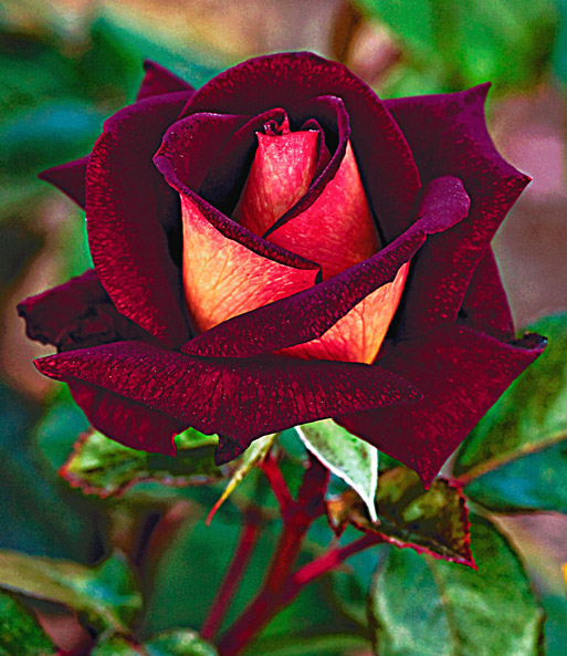 Edel-Rose 'Eddy Mitchell® Meirysett'