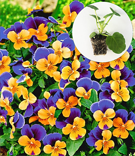 Viola 'Orange Duett'