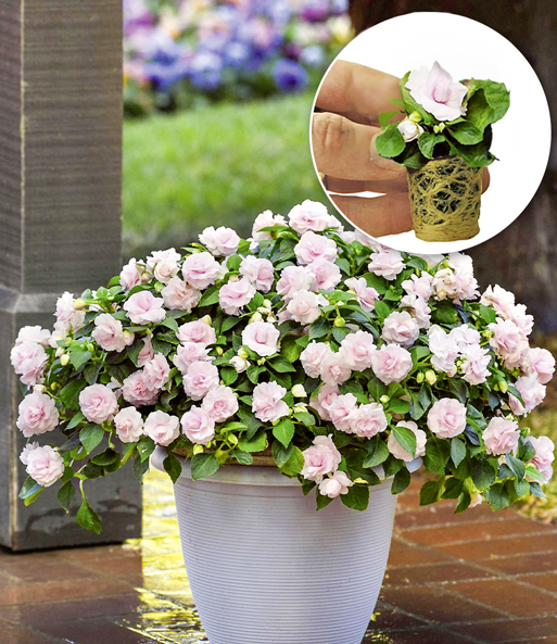Impatiens 'Glimmer® Appleblossom'