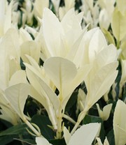 Euonymus 'Himalaya'