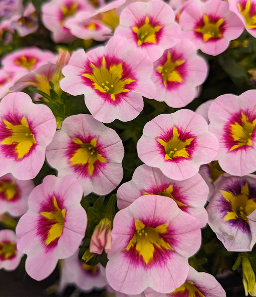 Zauberglöckchen-Petunie 'Pink Squish®'