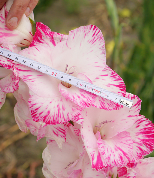 Riesenblütige Gladiole 'My Love'