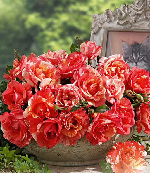 Maler-Rose® 'Paul Gauguin®'