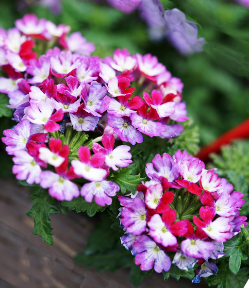 Verbene 'Drums Purple Red'