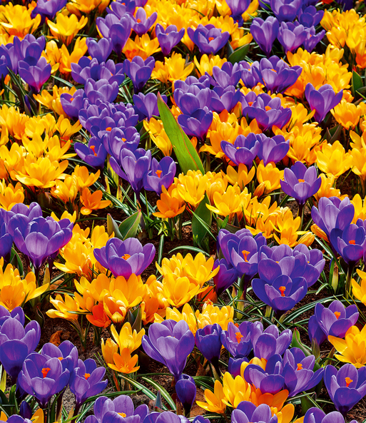 Krokus-Mix 'Blau-gelb'