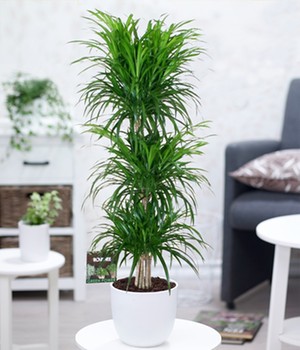 Dracena reflexa '3 Etagen' ca. 120-130 cm hoch