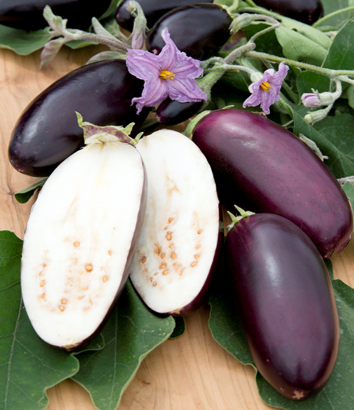 Veredelte Topf-Aubergine 'Jewel Jet®'