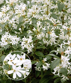 Immergrüne Duftblüten-Hecke 'Osmanthus'
