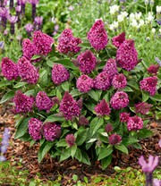 Zwerg-Schmetterlingsflieder 'Little Rockstars®' rot