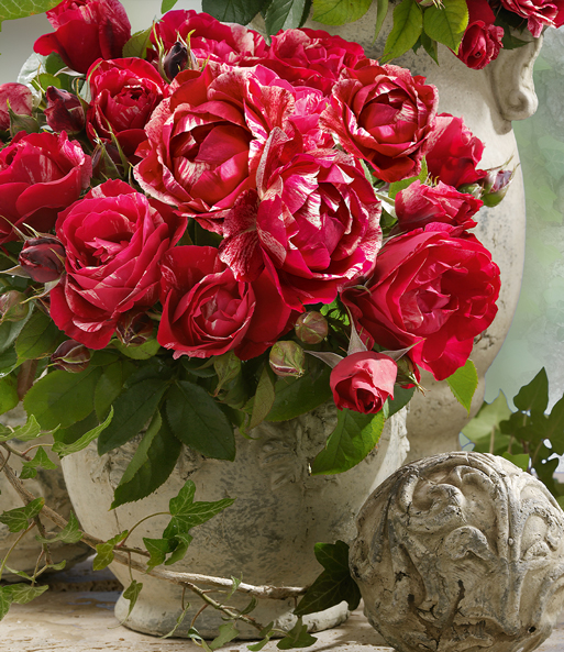 Maler-Rose® 'Henri Matisse®'