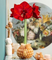 Wachs-Amaryllis in goldener Papierrosette