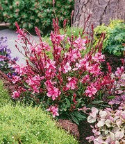 Prachtkerze - Gaura 'Pink'