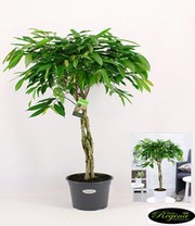 Ficus Amstel King mit geflochtenem Stamm ca. 100-110 cm hoch