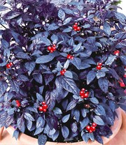 'Pfeffer'-Pflanze 'Black Pearl'