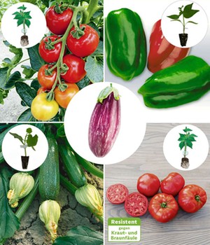 Veredelte Gemüse-Kollektion 'Ratatouille'