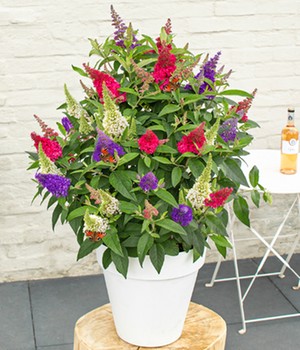 Zwerg-Schmetterlingsstrauch 'Butterfly Candy® Trio'