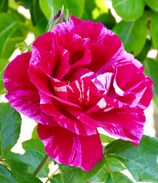 Set 'Madame Le Coultre' & Rose 'Guy Savoy®'
