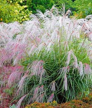 Miscanthus 'Silver Charm®'