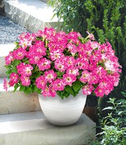 Petunie 'Constellation® Magenta Comet'
