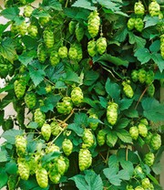 Hopfen im 1,5-Liter Containertopf