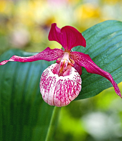 Sibirische Frauenschuh Orchidee 1a Qualitat Kaufen Baldur Garten