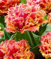 Tulpe 'Crispa Brisbane'
