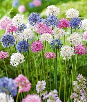 Allium-Mix 'Beautiful Colours'