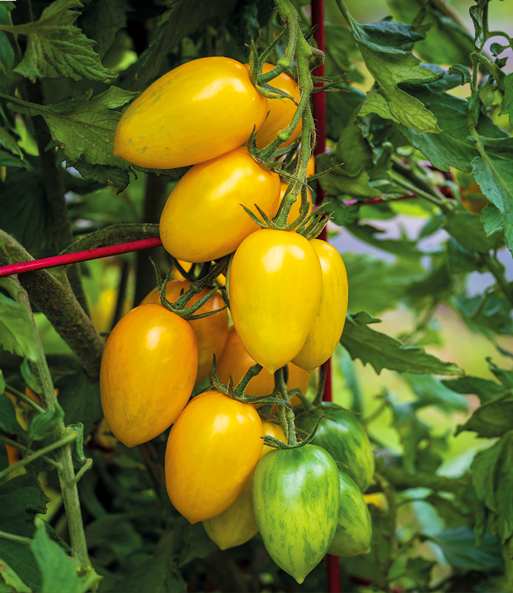 Tomaten-Kollektion & COMPO® SANA® Tomaten- und Gemüseerde