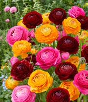 Ranunkel-Mix 'Oriental Beauty'