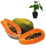 Papaya 'Sunnybees®'