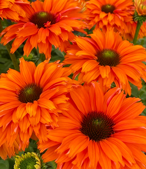 Echinacea 'SunSeekers® Mineola'