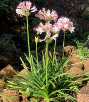 Agapanthus 'Pink Blush'