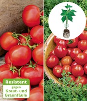Kollektion 'Veredelte Tomaten'