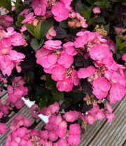 Zwerg-Hortensie 'Daredevil'