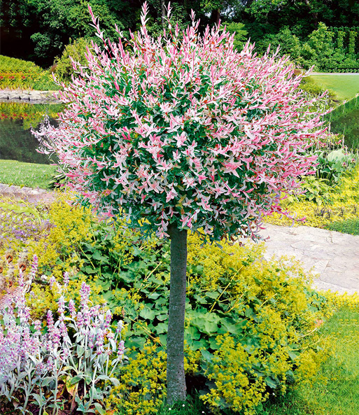 Das Salix-Stämmchen „Hakuro Nishiki“ steht mit steht mit vielen rosa Blüten in einem Park.