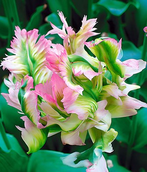 Papageien-Tulpe 'Green Wave'