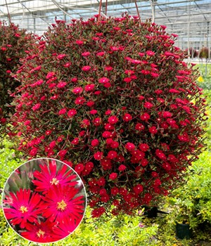 Delosperma 'Desert Dancers® Red'