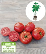 Veredelte Gemüse-Kollektion 'Ratatouille'