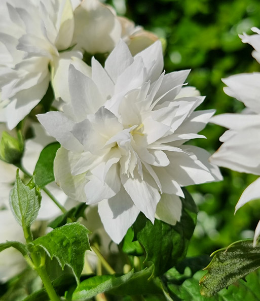 Nahaufnahme einer Blüte: Die unteren Blütenblätter laufen eher rund statt spitz zu.