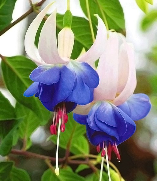 Nahaufnahme der hängenden Blüten der winterharten Fuchsie 'Blue Sarah'. Die Blüten sind oben schneeweiß und unten kräftig blau. Außerdem hängen kurze rote Fäden sowie ein langer weißer Faden mittig aus der Blüte heraus.