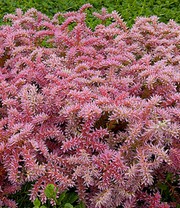 Seestern-Blume