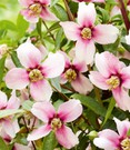 Philadelphus 'Petite Perfume®'