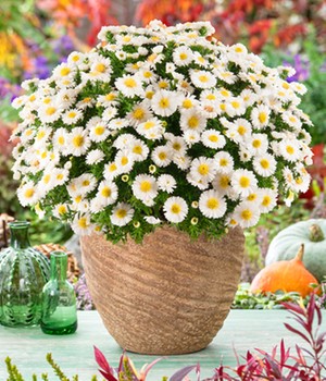 Herbstaster 'Alpha®' White, im 12 cm-Topf