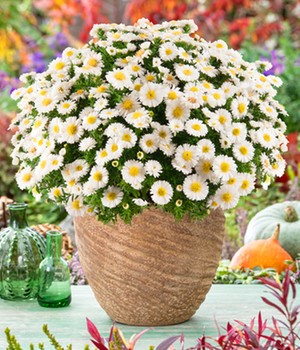 Herbstaster 'Alpha®' White, im 13 cm-Topf