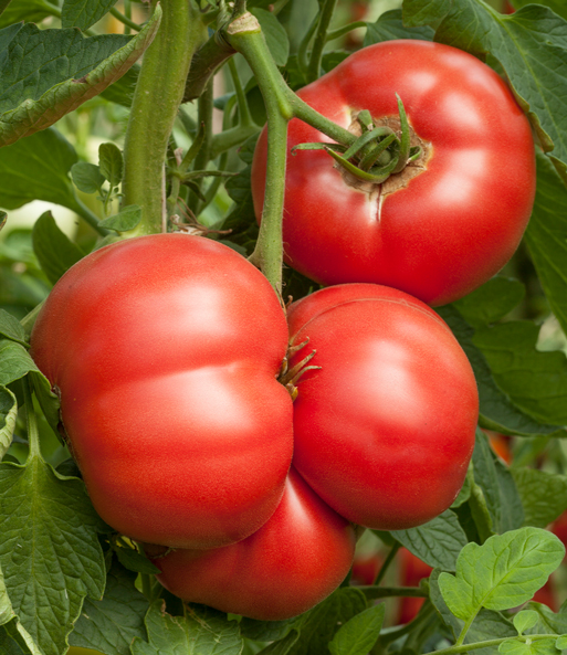Veredelte Fleischtomate 'Rose Crush' F1