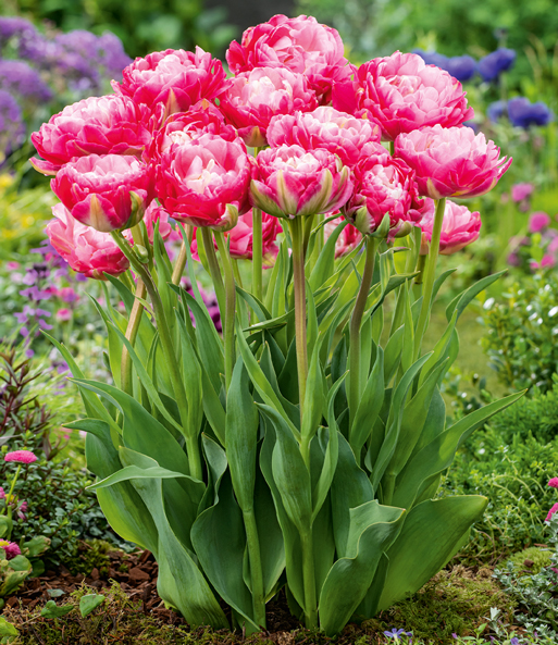 Tulpe 'Double Sugar'